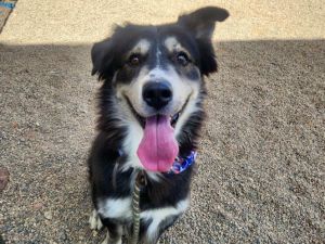 SHERBERT, Adult Male Siberian Husky