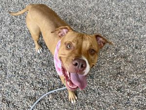 DAKOTA, Adult Female Pit Bull Terrier