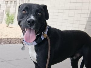 SUNDANCER, Young Male Pit Bull Terrier