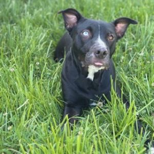 ASPEN, Adult Female Labrador Retriever