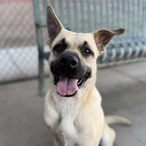 THEA, Young Female German Shepherd Dog
