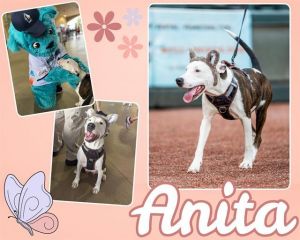 ANITA, Young Female Labrador Retriever
