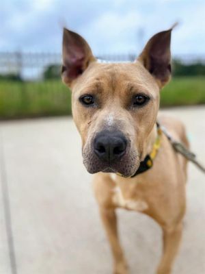 CHANDLER, Adult Male American Staffordshire Terrier