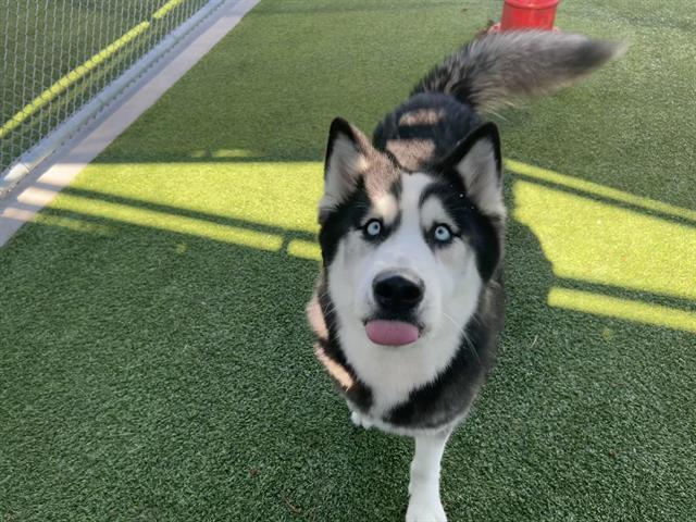 ATHENA