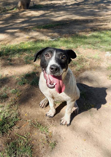LOLITA, an adoptable Pit Bull Terrier, Mixed Breed in Blythe, CA, 92225 | Photo Image 1