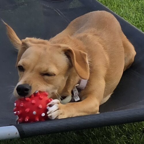 RUBY 6