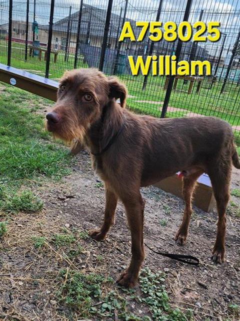 WILLIAM 1