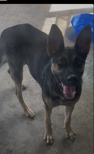 PEANUT, Young Female German Shepherd Dog