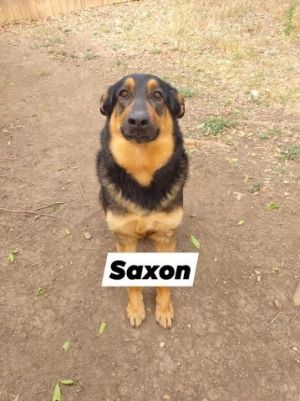 SAXON, Adult Male unknown