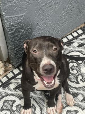 TINY, Young Female American Staffordshire Terrier