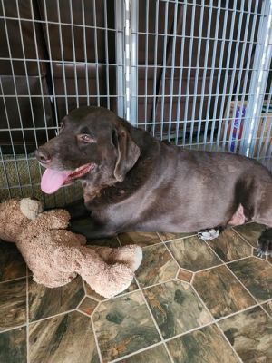 BRODY, Adult Male unknown