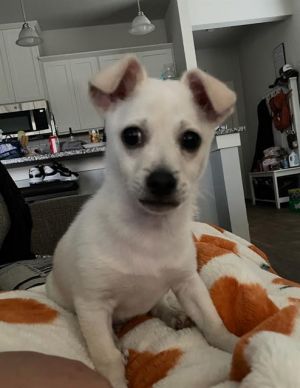 BOLT, Young Male unknown