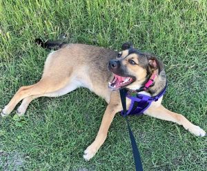 LILY, Adult Female unknown