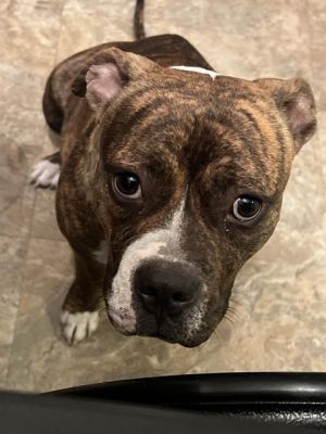 BOOT, Young Female American Staffordshire Terrier