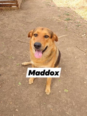 MADDOX