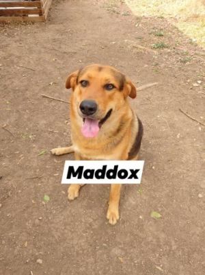 MADDOX, Adult Male German Shepherd Dog