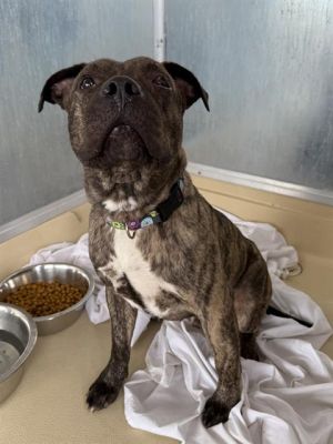 HENRY, Adult Male American Staffordshire Terrier