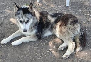 CHULA, Young Female unknown