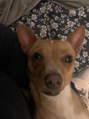 CHRIS, Young Female Chihuahua