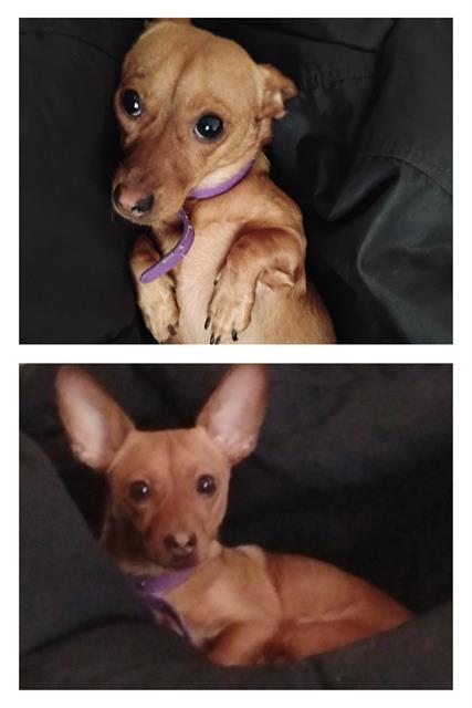 MOCHA