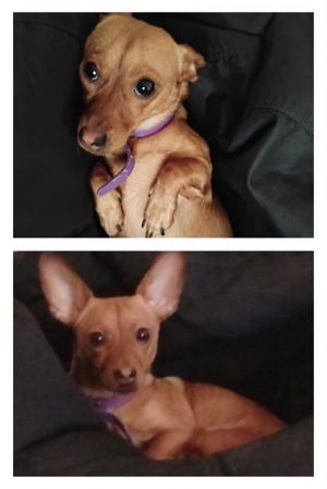 MOCHA, Young Female unknown