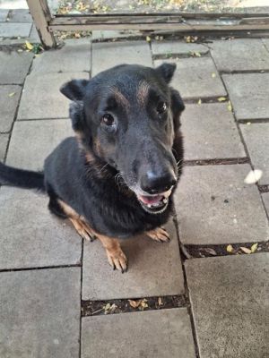 PANTHER, Adult Male German Shepherd Dog
