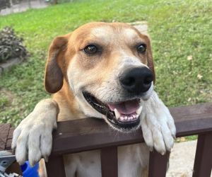 BRUNO, Adult Male unknown