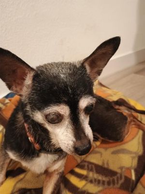 CHIKITA, Adult Female unknown