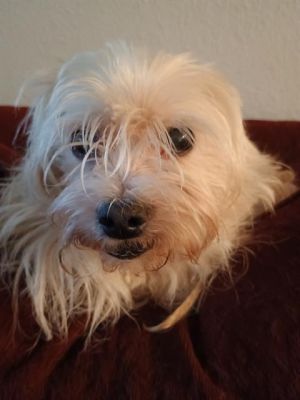 BRUNO, Adult Male unknown
