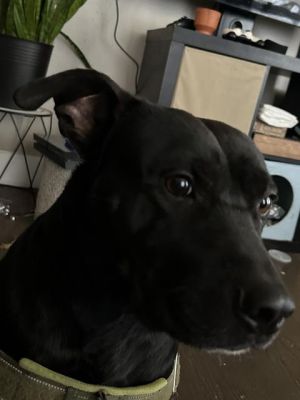 PUPPY, Adult Male unknown