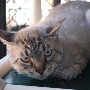 TIMMY, Adult Male unknown