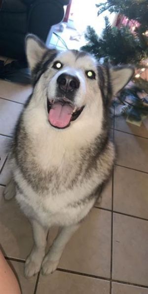 MALAMUTE, Adult Female unknown