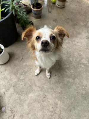 ZEKE, Adult Male unknown