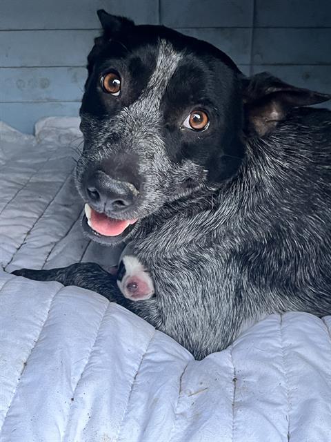 COCOA