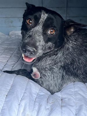 COCOA, Adult Female unknown