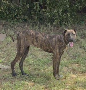 RAJAH, Young Female unknown