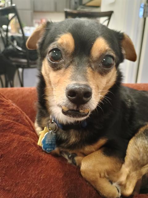 TOBY