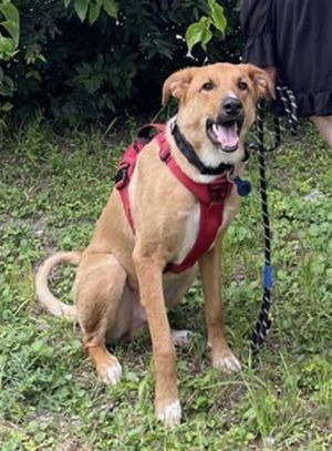 ZAZU, Young Male Labrador Retriever