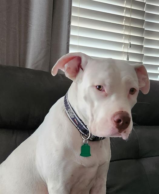 MISSY