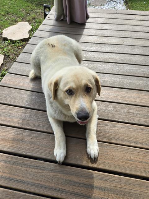 BELLA