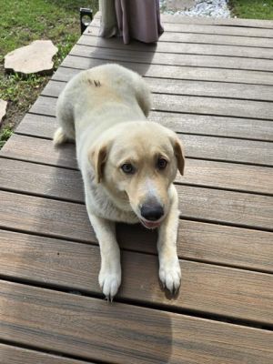 BELLA, Adult Female unknown