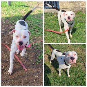 BONITA, Adult Female unknown