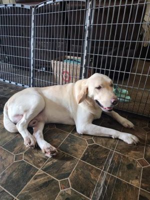 BAILEY, Adult Male unknown