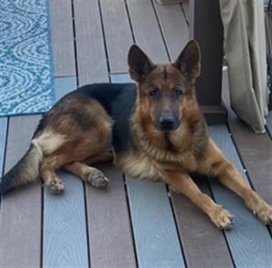 BAIN, Adult Male German Shepherd Dog