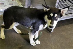 STARBURST Husky Dog