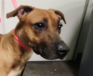 FELICIA Pit Bull Terrier Dog