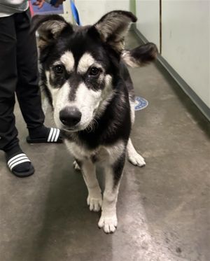 TROY Siberian Husky Dog