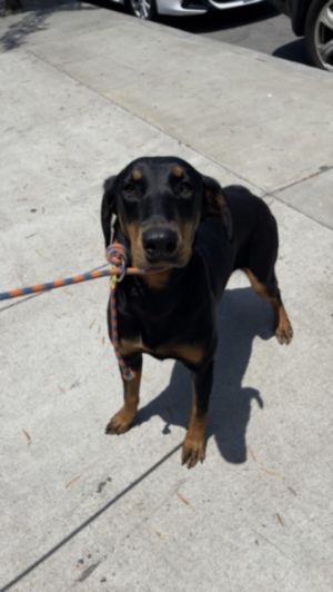 CIARA Doberman Pinscher Dog