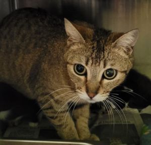 MAMITA Domestic Short Hair Cat