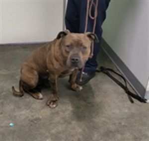 SWAYZE Pit Bull Terrier Dog